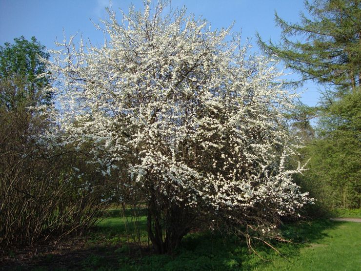 Verzorging van doornen in de tuin