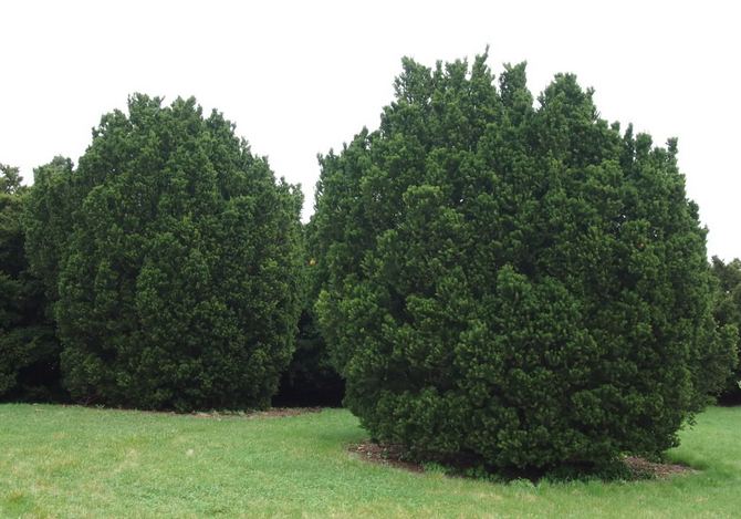 Hegyes tiszafa - tűlevelű örökzöld fa, a tiszafafélék családjába tartozik
