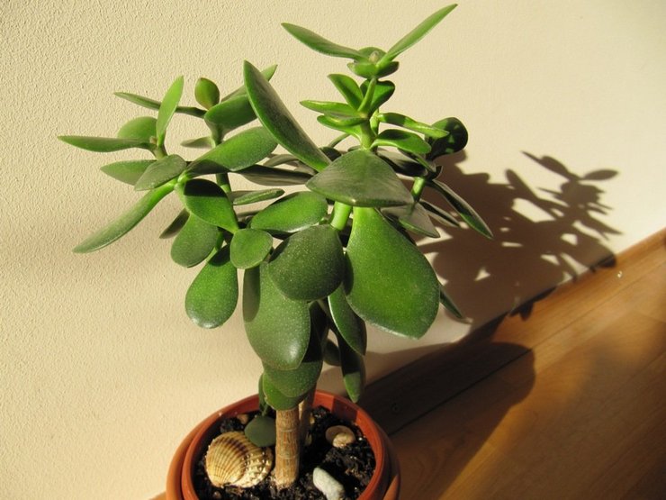 Crassula tree growing