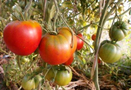 Good taste. If you love aromatic tomatoes, then this variety is for you. Several times tomato Cosmonaut Volkov