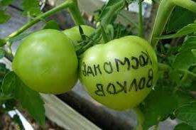This tomato variety is tall, so if you want to achieve a good harvest, you need to know the peculiarities of growing Cosmonaut Volkov.