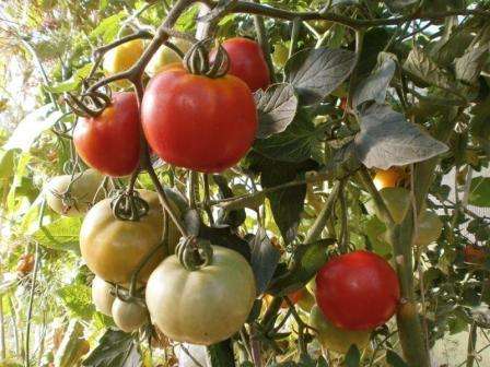 Watering is best done sparingly, but abundantly. When the ovaries have already formed, you can increase the amount of watering. After watering, it is advisable to open the greenhouse and loosen the ground. An open greenhouse will give insects access to pollinate tomatoes.