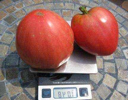 W Rosji ten rodzaj warzyw pojawił się za panowania Piotra Wielkiego i nadal jest poszukiwany. W skład pomidorów wchodzi tyramina, która po spożyciu jest przetwarzana w ludzkim organizmie na serotoninę