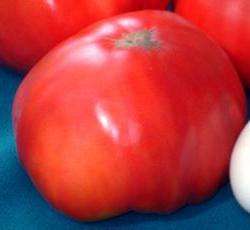 Upewnij się, że na krzaki pomidorów nie pada bezpośrednie światło słoneczne, w przeciwnym razie liście żółkną. Odmiana „Różowy miód”