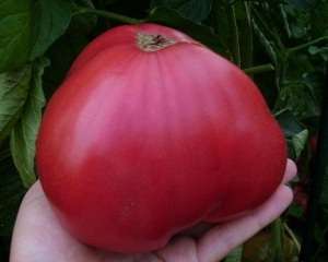 Miód pomidorowy różowy: charakterystyka i opis odmiany. Zdjęcie