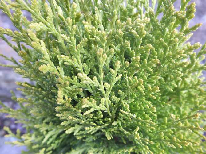 Thuja orientalis verdraagt ​​perfect droogte en kan op elke grond groeien