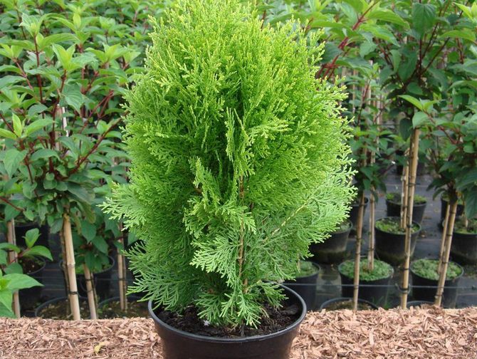 Thuja-kweekmethoden, tips en trucs voor een goede verzorging