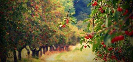 How to grow an orchard. Fertilizers. Video