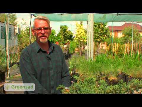 Fertilizers for conifers