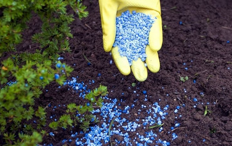 Fertilizers for conifers. How to properly feed conifers