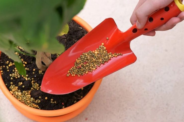 Top dressing of indoor flowers