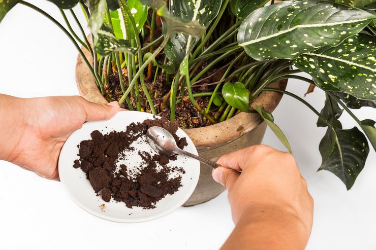 Coffee grounds as fertilizer