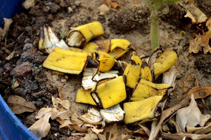 Banana peel as plant fertilizer