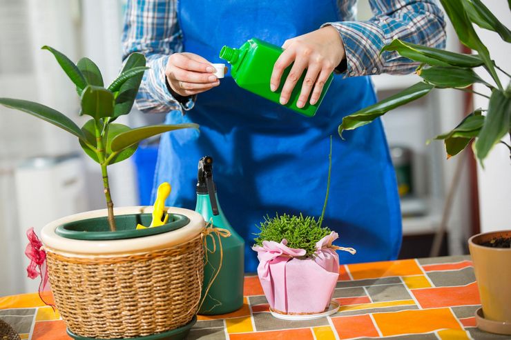 Fertilizers for indoor plants