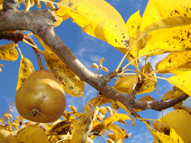 Perenverzorging in de herfst en voorbereiding op de winter