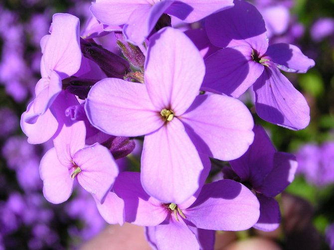 Hesperis a tájtervezésben