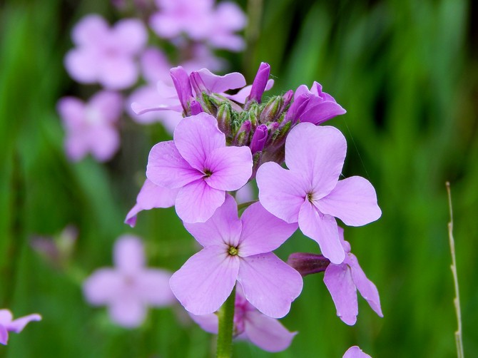 Impreza Matrony lub Nocny fiolet (Hesperis). Uprawa i pielęgnacja. Sadzenie i hodowla