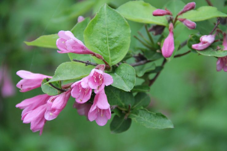 Weigela vroeg