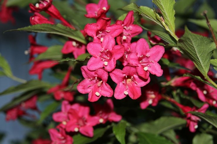 Weigela hybride