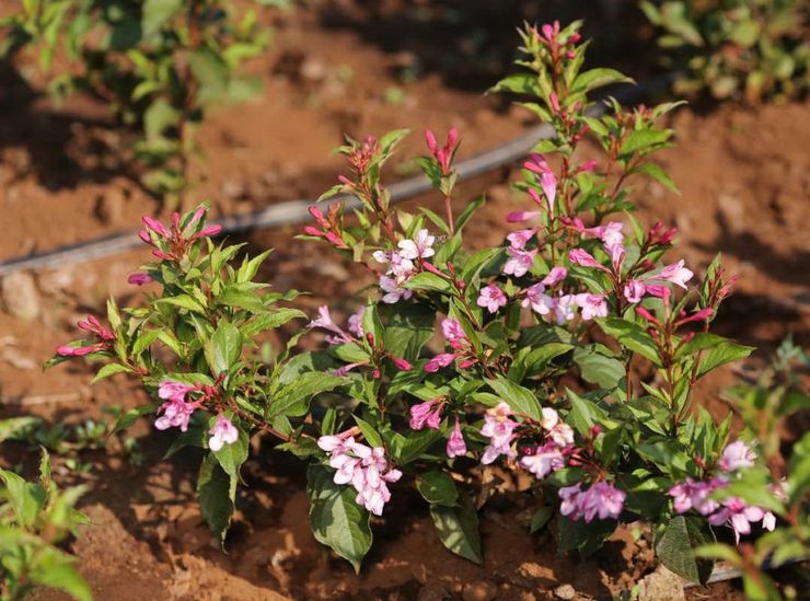 Weigels planten in de volle grond