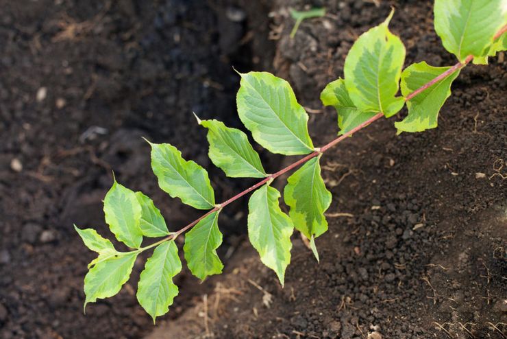 Kenmerken van het planten van weigels