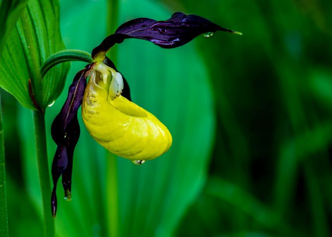 Lady's slipper - growing and care at home