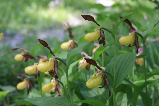 Paphiopedilum needs regular watering, the same throughout the year