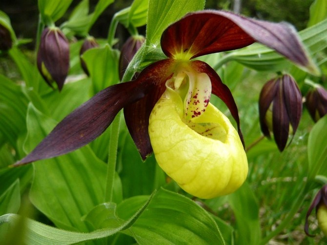 Lady's slipper. Paphiopedilum. Growing and caring at home