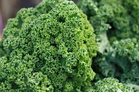 Kale is one of the most rare varieties of cabbage in stores, although it is quite beautiful, healthy and tasty.