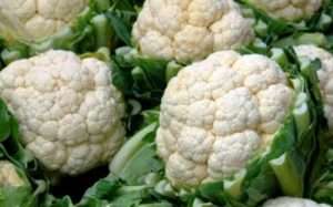 Recently, gardeners are increasingly growing cauliflower in the country, which is considered a dietary product.