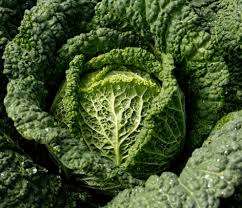 Most likely you have seen a photo or met the name of this cabbage, which is distinguished by curly leaves with unusual bulges. Savoy cabbage is not only beautiful enough, but also has a rich composition of nutrients.