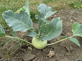 This is one of the most unusual types of cabbage, which contains many useful substances. Kohlrabi is recommended for diabetics,