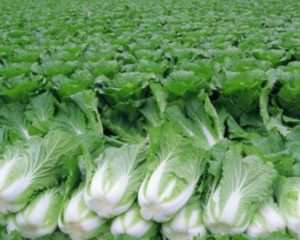 This cabbage is distinguished by its elongated shape and loose heads. It can be eaten both fresh and in salads.