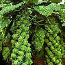 This cabbage consists of small heads of cabbage up to 5 cm in diameter and is quite rare in vegetable gardens. Brussels sprouts