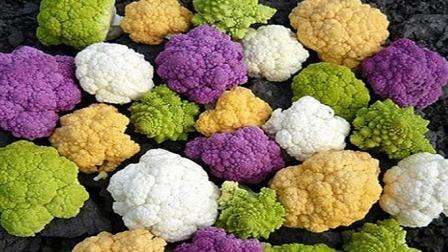 What types of cabbage are there photos and names
