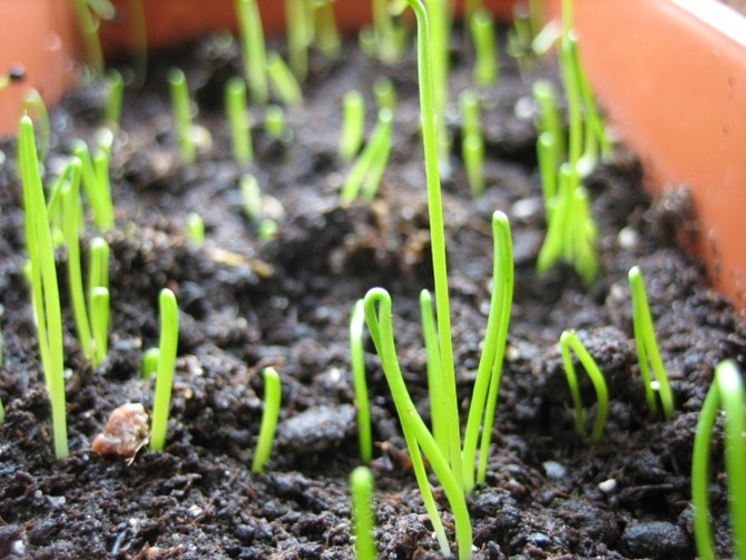 Preparing for planting green onions