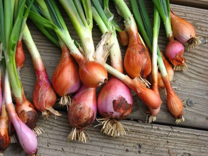 Planting and leaving green onions