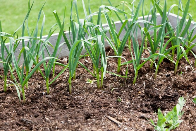 Harvesting perennial onions