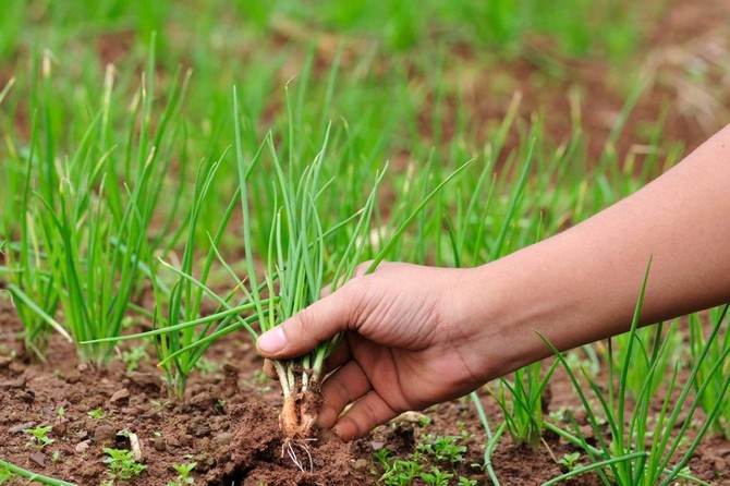 Forcing on greens of perennial onions