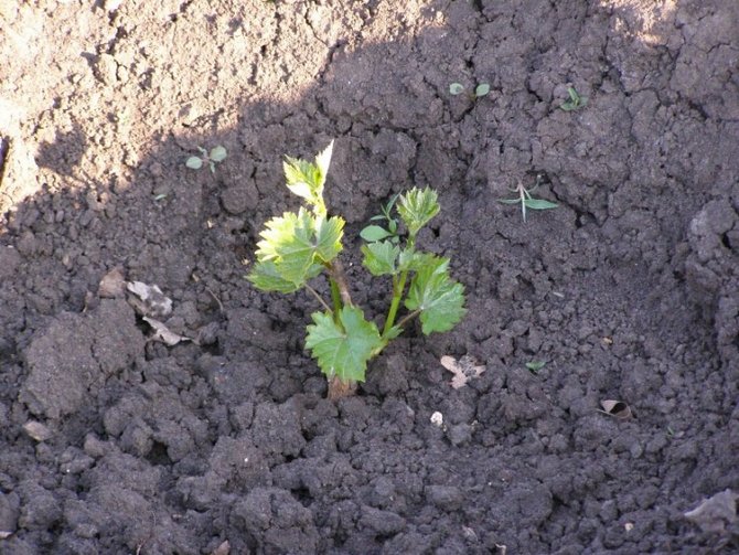 Kesha-druiven planten en kweken