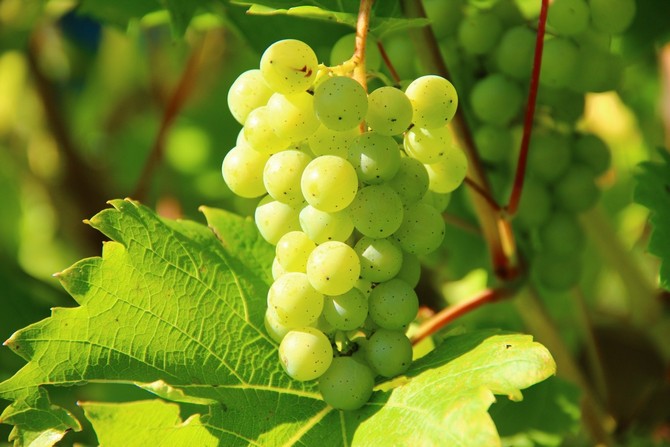 Kesha-druiven - planten en kweken. Kesha Grape Care en Red Talisman. Beschrijving van de variëteit, kenmerken. Foto