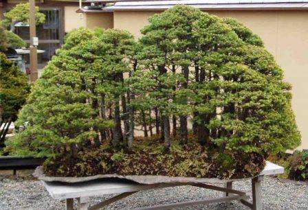 Naast de boom zelf kunnen er kleine huisjes en figuren in de pot staan ​​en is de grond vaak bedekt met kleine steentjes of groen mos. Een bonsaiboom kan worden gebruikt om een ​​hele compositie te creëren die de natuur nabootst.