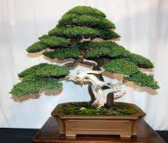 Bij het kopen van een kant-en-klare boom moet je de regels kennen voor de verzorging van deze plant, want bonsai moet op tijd worden gesnoeid, goed worden gevoed en van de juiste hoeveelheid water worden voorzien. precies zo