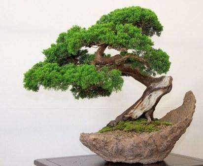 Thuis bonsai kweken uit zaden. Foto en video