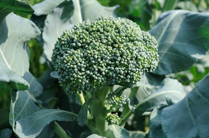 In appearance, broccoli resembles cauliflower, only a grayish-green hue