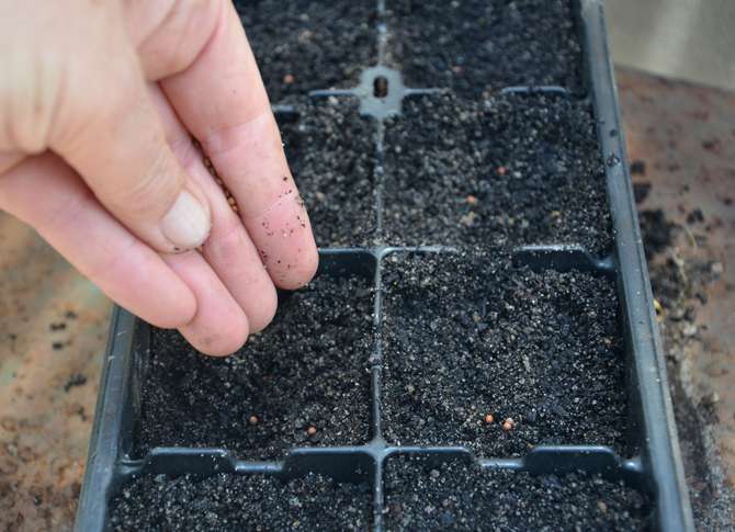 Growing broccoli seedlings and planting in open ground