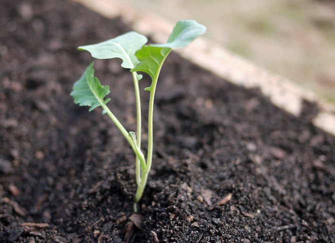 When young plants release the fifth and sixth true leaves, broccoli can be transferred to open soil.