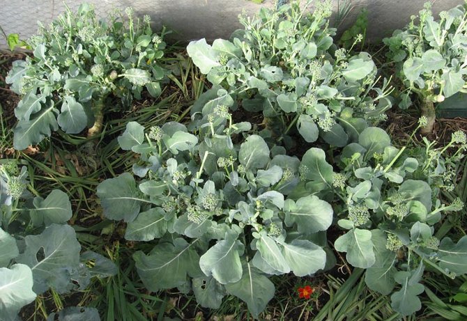 Watering, care and feeding broccoli cabbage