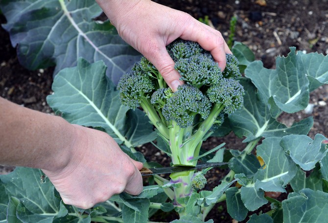 Harvesting and storing broccoli