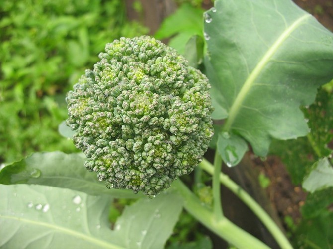 Growing broccoli: rules and agricultural techniques